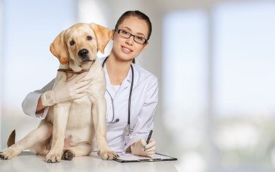 Which Vaccinations in County Durham Does Your Dog Need?